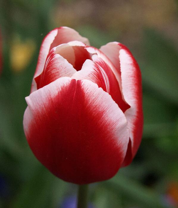 Büszke tulipánfej