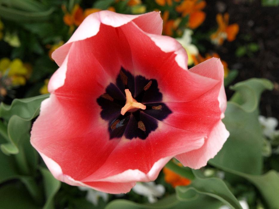 A tulipán bibéje