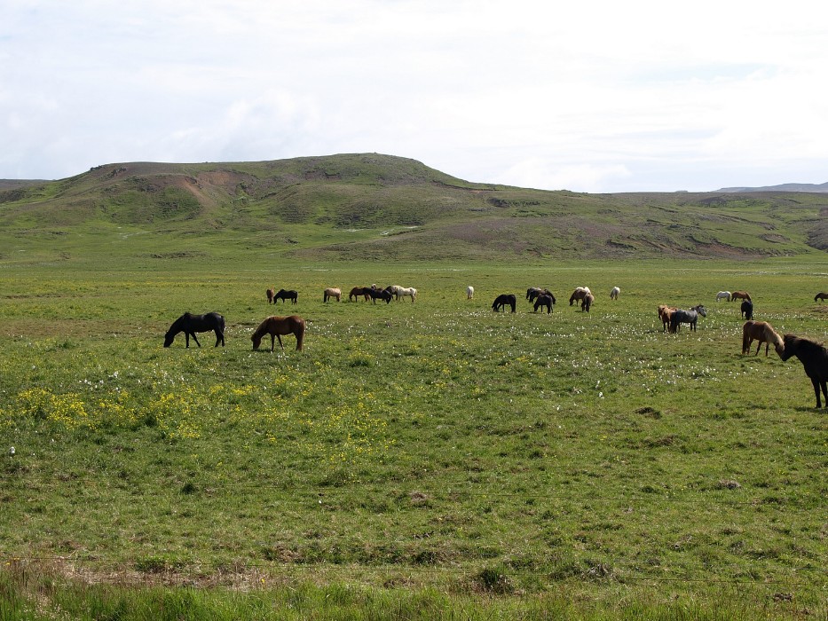 Izlandi táj rövidlábú izlandi lovakkal