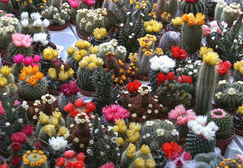 Virágzó kaktuszok