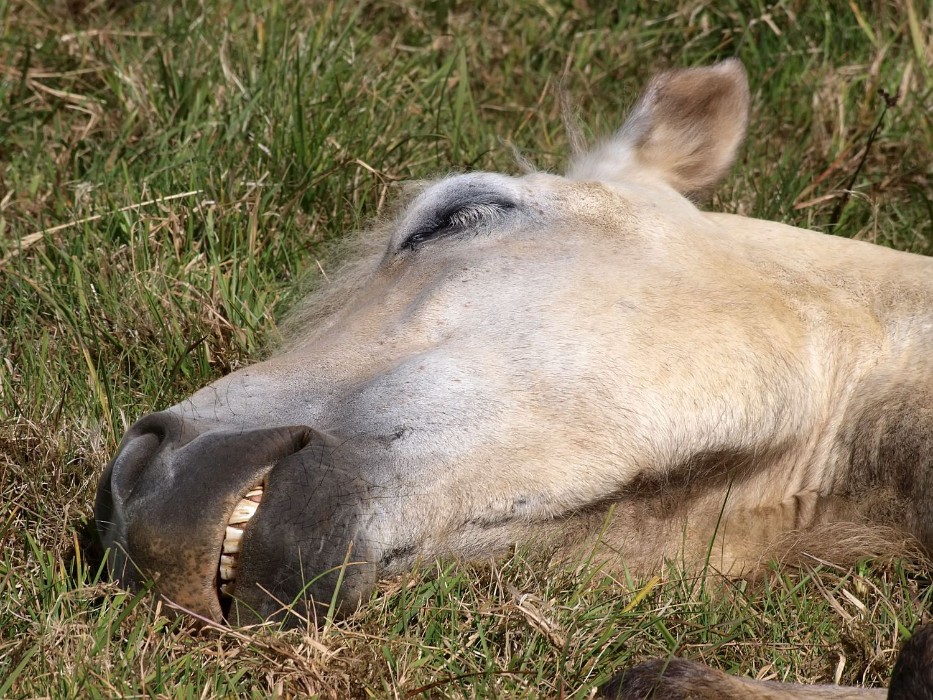 Pihenő izlandi ló