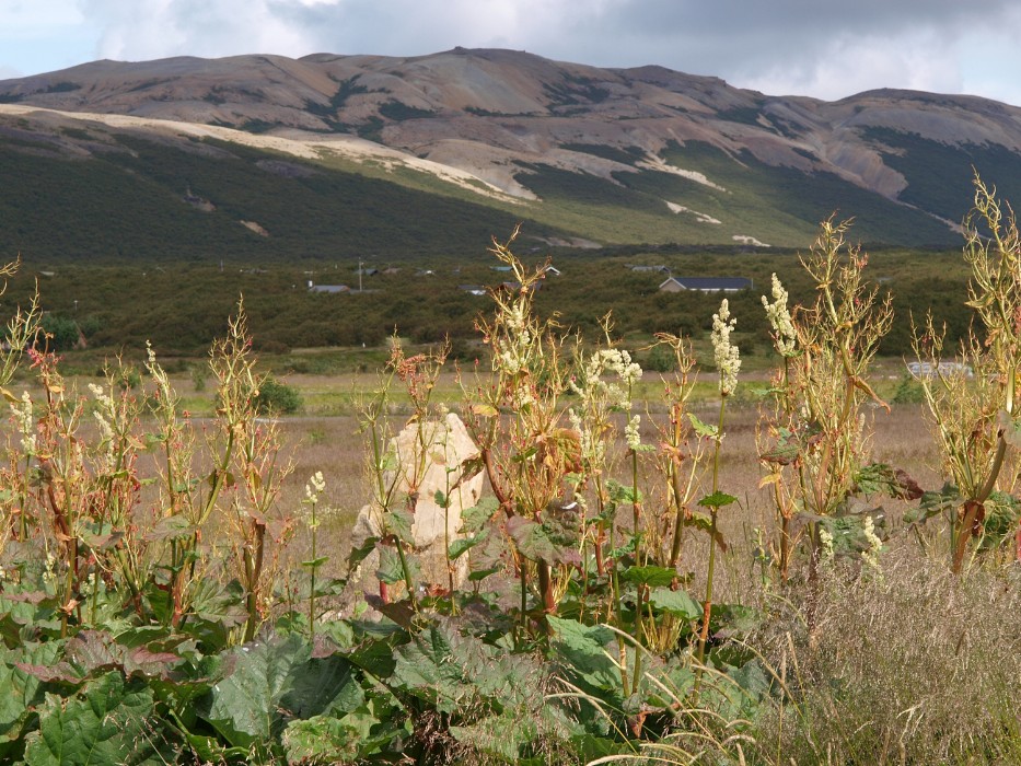 Jellegzetes izlandi táj nyári giz-gazokkal